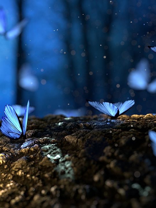 Schmetterlingssymbolik und verblüffende spirituelle Bedeutungen, wenn man Schmetterlinge sieht