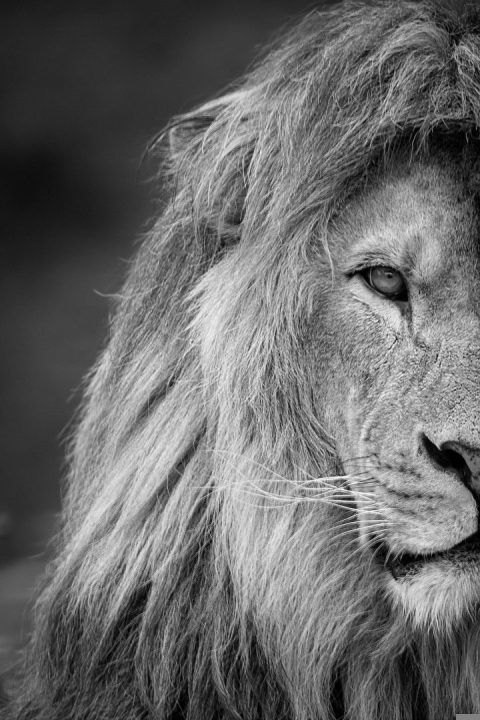 Löwe und Löwe- Kompatibilität in Liebe, Dating und Beziehungen