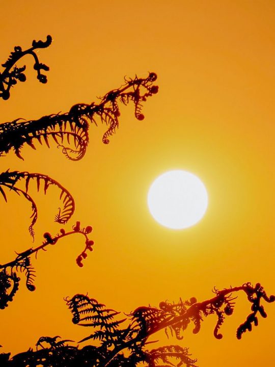 Bedeutung der Sonnenzeichen: Was die Sonne für dein Sternzeichen bedeutet