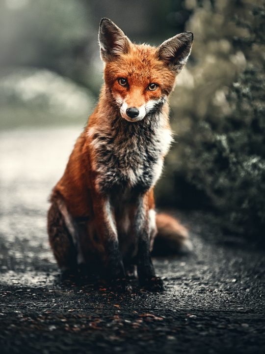 Fuchssymbolik und die spirituelle Bedeutung eines Fuchses
