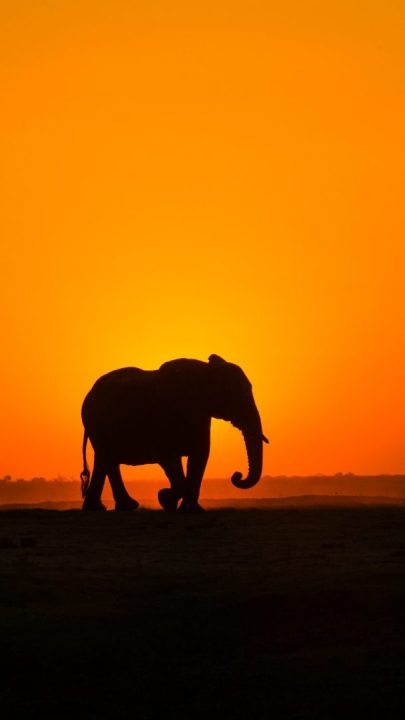 Elefanten-Symbolik und die spirituelle Bedeutung, wenn man einen Elefanten sieht