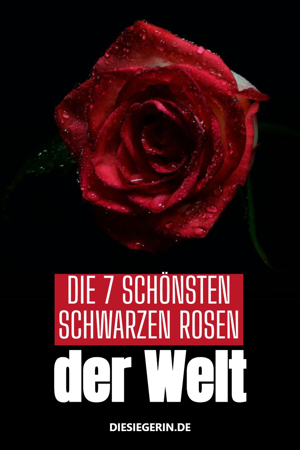 DIE 7 SCHÖNSTEN SCHWARZEN ROSEN der Welt